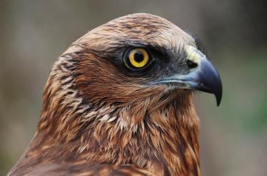 Veliki trstenjak, trstenjak droš Acrocephalus arundinaceus zašti ena Mo varna strnadica Emberiza schoeniclus zašti ena Guvatkokošica