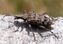 Prikaz ekoloških utjecaja NAPOMENA Chrysolina fastuosa Rhagium