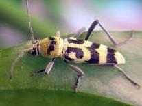 Chrysolina fastuosa nezašti ena Faunisti ki su manje zanimljive