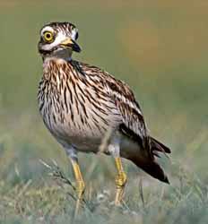 Prugasti balavac Gymnocephalus schraetzer, zašti ena G. baloni Plotica Rutilus pigus zašti ena Mali vrtenac Zingel zingel, Z.