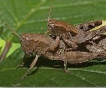 elarica Merops apiaster strogo zašti ena Vodomar ribar Alcedo