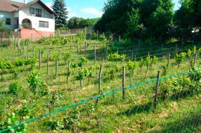 14. Kertes (mezőgazdasági) területek A korábban nagy jelentőségű szőlészet és gyümölcstermesztés nyomai még fellelhetők a Sárisáp domboldalain, melyek a pincék is a borászat egykori virágzásáról