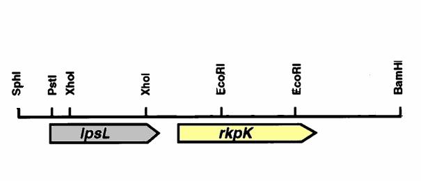 4. EREDMÉNYEK 4.1. Az rkp-2-es régió szerkezete, az rkpk gén izolálása Az rkpk és lpsl géneket a PP3113-as E. coli baktériumból izoláltuk, mely a pat599-es plazmidon tartalmazza az rkp-2-es régiót (4.