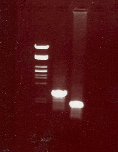 1. 2. 3. 5. ábra: A PCR fragmentek gélfotója (1. λpst ; 2. rkpk ; 3. lpsl). A kép alapján a két gén megkülönböztethető egymástól. 4.2. Az rkpk gén szekvenciaeltérése Az rkpk gént a továbbiakban pbluescript (pbs) plazmidba, EcoRV restrikciós helyre ligáltuk (7.