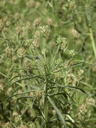 árnyalatú, hosszában húzódó kiemelkedés található Plantago ovata: Indiában, Afganisztánban, Iránban, Észak-Afrikában, Spanyolországban honos Jellemző vegyületek, hatóanyagok Nyálkaanyagok (10-12%):
