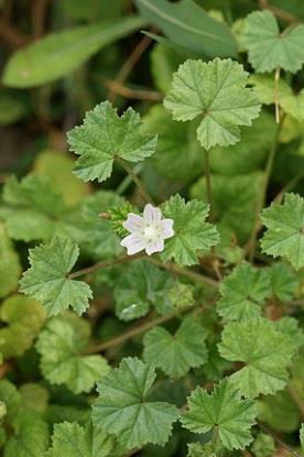 MALVAE FOLIUM - mályvalevél Malva neglecta Wallr., M. sylvestris L. MALVAE SYLVESTRIS FLOS - erdei mályvavirág Malva sylvestris L.