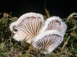 termel, nyálkás bevonatot képez (1 3)-β-glükánok β-(1 6)-elágazásokkal Schizofillán (Schizophyllum commune) Lentinán (Lentinus edodes)