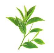 Ez a citromfűvel, zöld teával és csalánnal ízesített tea elősegíti az optimális folyadékbevitel fenntartását, ami - különösen egy testsúlycsökkentő program során - alapvetően