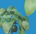 Káliumhiány esetén a növény fejlődése lassul, a termés torzul, veszít minőségéből. Az egyik leggyakoribb káliumhiány-tünet a levélszélek elszíneződése, elhalása.
