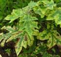 A káliumhiányos növény lassan fejlődik, gyenge gyökérrendszert nevel. A káliumhiányos növények szárátmérője kisebb, a termés és a magok kisebbek és fejletlenek.