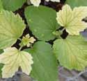 A vashiány tünetei később az idősebb leveleken is jelentkezhetnek. Súlyos vashiány esetén az egész növény sárgul, illetve kifehéredik.
