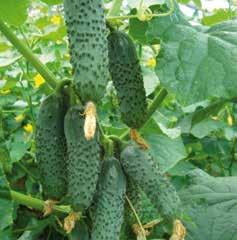 Több az uborkát károsító vírusnak ellenáll, így a nagy uborka termesztő körzetekben is megbízhatóan teljesít, oldalhajtás-képzése mérsékelt, a sima héjú fajtáknál ismert kertészbarát főszáras típusba
