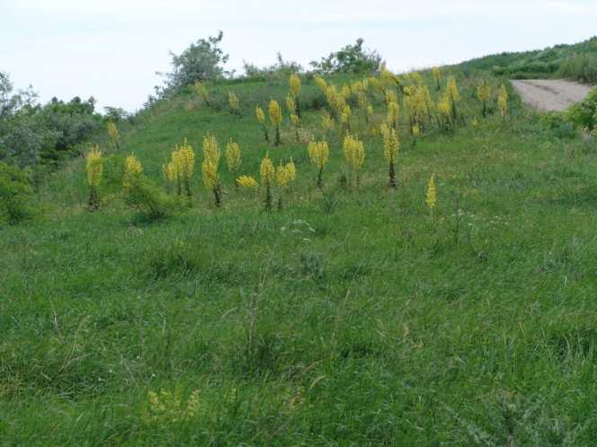 RECOMP AGRO talajjavító termékekből