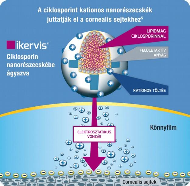 Ikervis 0,1%-os ciklosporin lipid nanoemulzió A kationos lipid nanoemulzió fokozza a ciklosporin biológiai elérhetőségét Gyors
