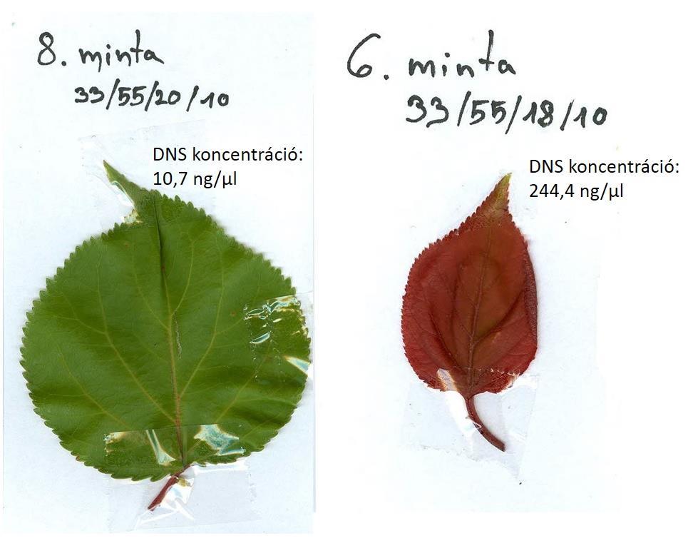 11. ábra A levélminták DNS tartalma összefügg fejlettségükkel (jegyzőkönyv részlet, Petres Martin) 4.2.