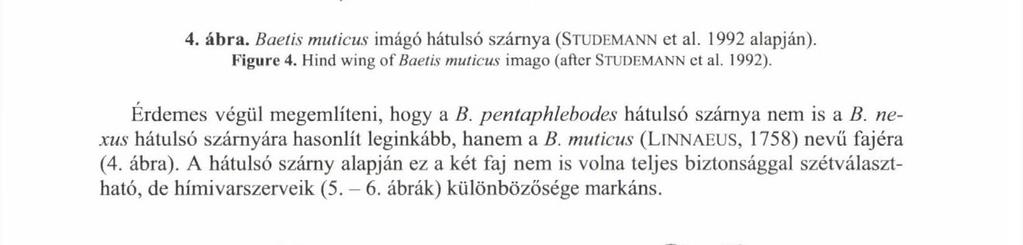 Hind wing of Baetís pentaphlebodes imago (after UJHELYi 1966). 4. ábra.