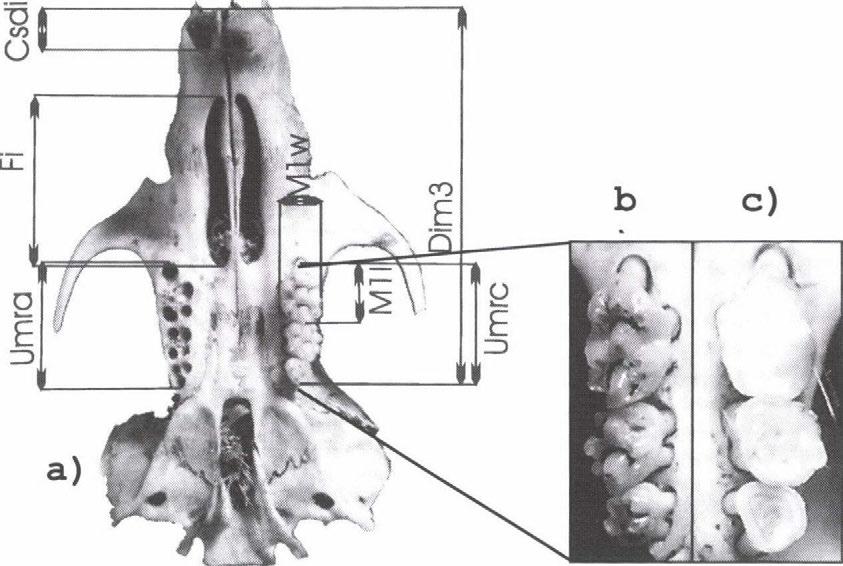 STEINER & RACZYNSKI (1976) szerint a zápfogsor hossza a legpontosabban mérhető koponyaméretek egyike.