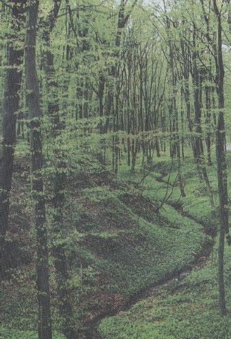 csavarozható, ezért célszerű előfúrni. Körültekintő és kíméletes szárítást igényel, ezért hosszabb ideig tart, mint az akác és a bükk fafaj esetén.