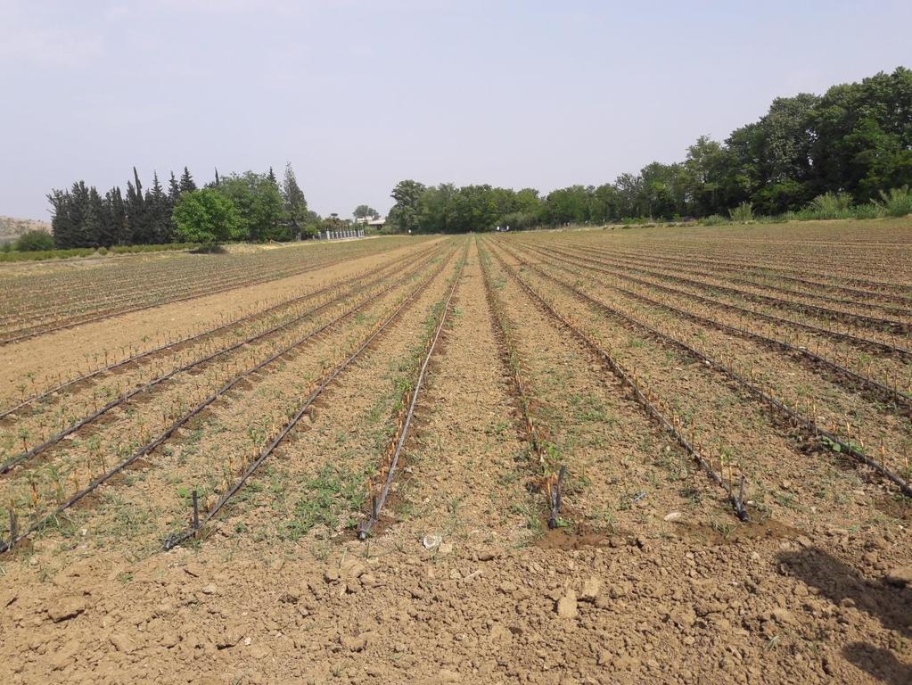 Görögországi tanulmányi út, 2018. május eleje (4. rész) Faiskola Edessa és Szkidra között (2018. 05. 04.) Alma faiskola, holland M9 alannyal dolgoznak, sok fajtával. Jeromine R, Fuji, stb. Itt 70.