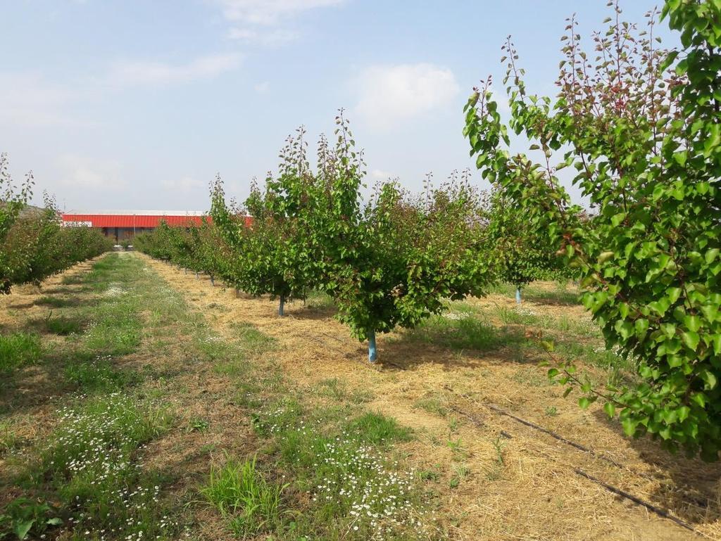 Edessa, kajsziültetvény (2018. 05. 04.) 5 x 6 m-s térállásba telepített, 3 éves kajsziültetvény. Fő fajta a Robada és az Orangered (Bhart). A Robada önternékeny, az Orangered nem.