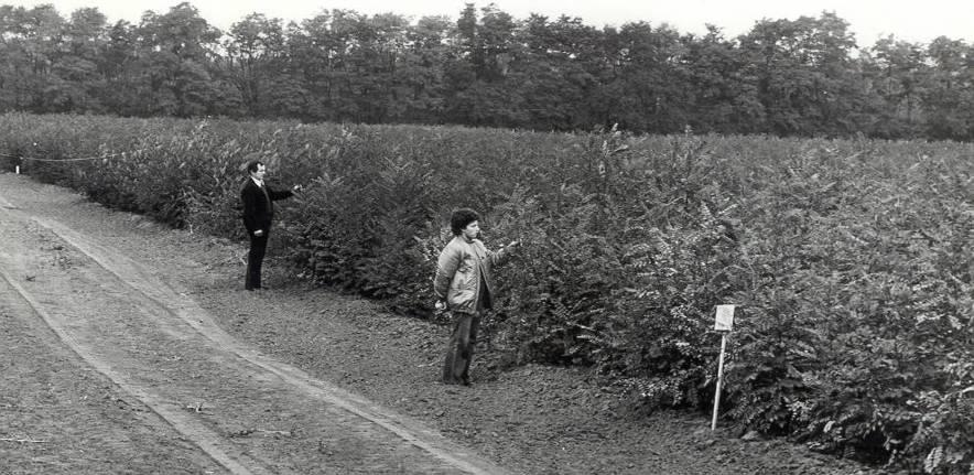 Fehér akác (Robinia