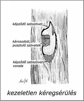 VIZUÁLIS ÉS MŰSZERES FAVIZSGÁLATI ÚTMUTATÓ 2.5.25 Háncsfelszakadás A háncs felszakadása általában kéregsérüléssel is jár. A kéreg a kambium mentén a geszttől elválik, és felszakad.