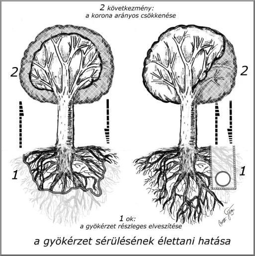 VIZUÁLIS ÉS MŰSZERES FAVIZSGÁLATI ÚTMUTATÓ mind a növényre hatással vannak. Ez a hatás a szervesanyag-előállítás időszakában a legerősebb. A megújulás erőssége az évszaktól függ.