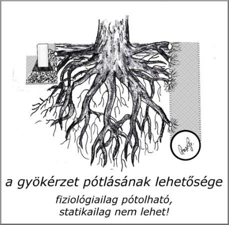A gyökérzet megújulása csak kedvező talajviszonyok között megy végbe (ld. Gyökérkezelés).