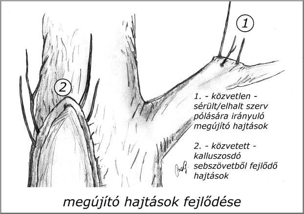 1.2.2.2 A fatest (xilém) károsodása A felfelé szálló vízáramlás megszakadását a működő fa károsodása okozza, például erőszakos behatások, fúrás, kiszáradás, a vízszállító edények gombás