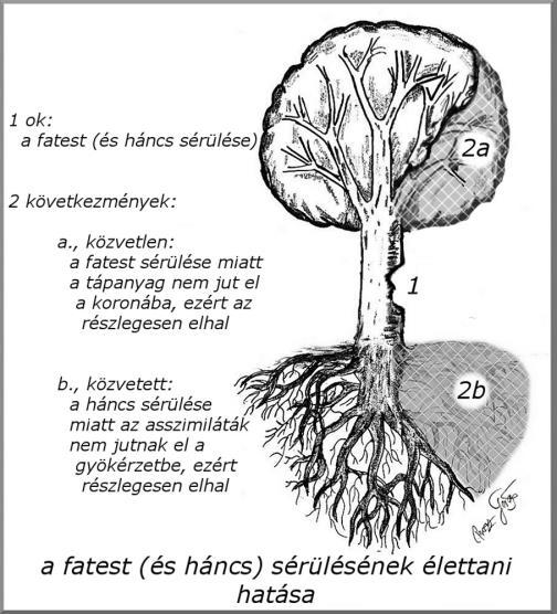 A korona csökkent vízellátása hervadást vagy kiszáradást eredményez.