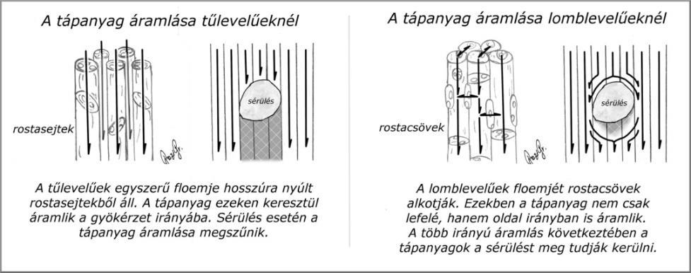 Ha az élő fába belevágunk, akkor az a betegség érzetét kelti (traumatikus ingert vált ki), amely beindítja a hegszövet (kallusz) képződést, és ezzel együtt a tömítőanyagok (mézga, váladék, gumi, és