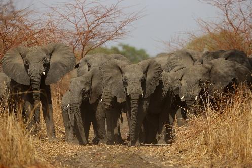Afrika 4.