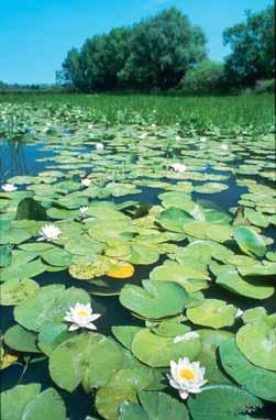 Közülük a Helmec-szegi Holt-Tisza (Tarpa), a Nagy-szegi morotva (Gulács), a Boroszló-kerti Holt-Tisza (Gulács, Panyola), a Foltos-kerti Holt-Tisza (Jánd, Olcsvaapáti), a Mese-szegi Holt-