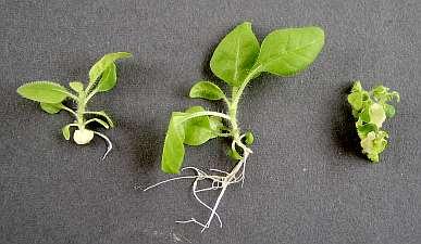 biomassza B5NB B50