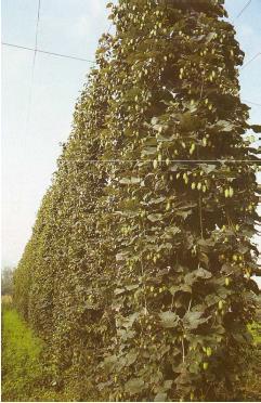 KOMLÓÜLTETVÉNY ÉS KOMLÓ TOBOZ 31 A KOMLÓ = egy kúszónövény (3-4 m magas állványokra futtatják). A sörhöz éretlen nőivarú virágait használják.