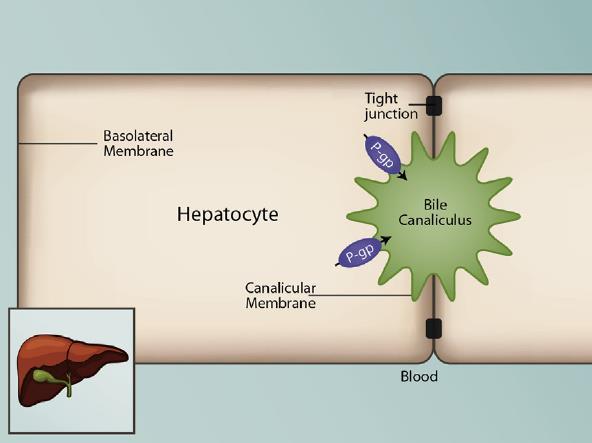 induktorok: carbamazepin, phenytoin, dexametazon P-gp szubsztrátok: clopidogrel,