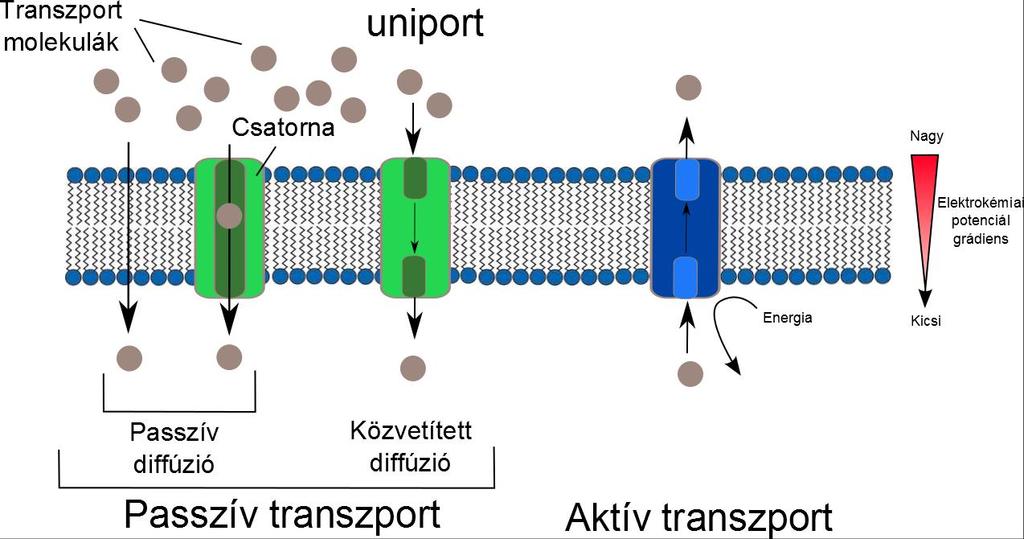 15 A biológiai membránon keresztüli transzport Passzív transzport: A transzportált anyag az energiagrádiens mentén lefelé halad Aktív