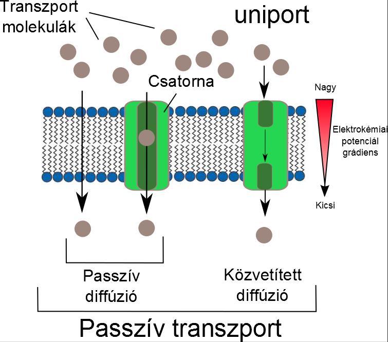 16 A biológiai membránon keresztüli passzív transzport Passzív diffúzió A koncentráció gradiens irányában a kis molekulasúlyú vegyületek egyszerű diffúzióval szabadon átjuthatnak a membránon, nagyon