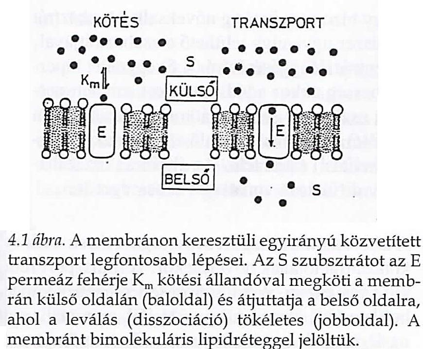 17 A biológiai membránon keresztüli passzív transzport A közvetített diffúzió kinetikája, a Michaelis-Menten egyenlet - A S molekula (szubsztrát) átjutását a membránon egy E transzporter fehérje