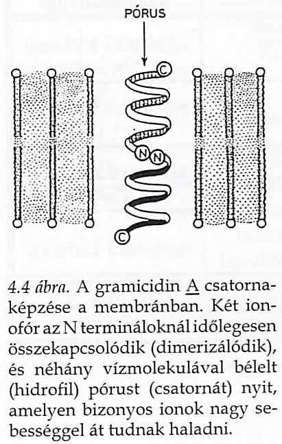 22 A biológiai membránon keresztüli passzív transzport Lehetséges transzportmechanizmusok: Ionofórok hidrofil pórusok Az ionofórok ezen csoportja csatornát képez a membránon keresztül.