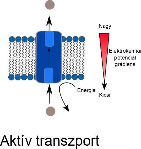 24 A biológiai membránon keresztüli aktív transzport Az aktív transzport energiaigényes, mivel a szállítás során nő a koncentrációkülönbség.