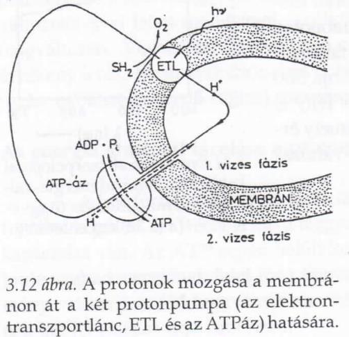 4 A kemiozmotikus (Mitchell-) elmélet A fény abszorpciója vagy a szubsztrát (SH 2 ) oxidációja során keletkező szabadenergia által meghajtott ETL protonokat pumpál, és az így létrehozott Δμ H +