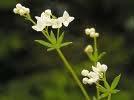 Galium hercynicum savas talajon Galium pumilum mészkőn - külön-külön