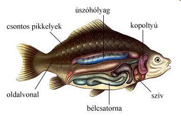 Csontos halak (Pisces) A csontos vázúak differenciálódása már kb. 400 millió éve megkezdődött.