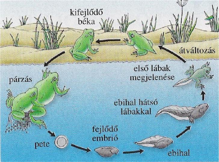 Szaporodás - egyedfejlődés a szaporodás vízhez kötött váltivarúak, sokszor ivari kétalakúság külső
