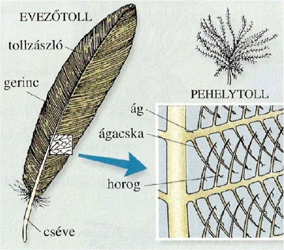 8. Madarak (Aves) osztály Fajszámuk: kb.