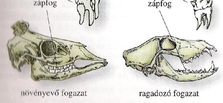 Táplálkozás a tápcsatorna hossza a testhossz többszöröse is lehet (ált.