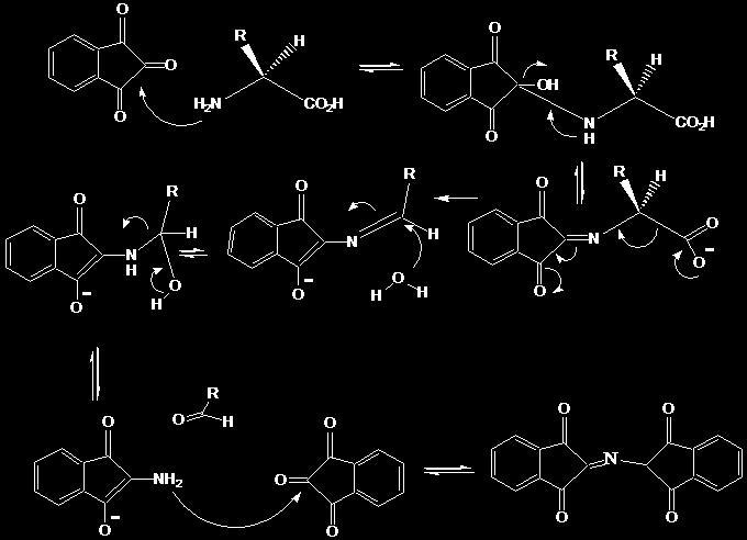 4. inhidrin reakció (uheman, 1909) ninhidrin aldimin ketimin 5.