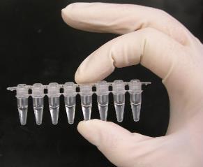 UDR0401 Oligo purification kit 50 izolálás UDR0501 PAGE Extraction Kit 50 izolálás Ragensek: Kitek: PCR és QPCR technikák UPC1010 2 Taq PCR MasterMix(With Dye) 5 x 1 ml UPC1020 2 Taq PCR