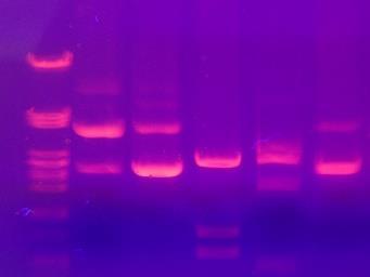 UPC1250 THERMOscript 1st Strand cdna Synthesis Kit 50 reakció UPC1260 TUREscript 1st Strand cdna Synthesis Kit 50 reakció UPC1270 TUREscript One Step RT PCR Kit 50 reakció UPC1271 TUREscript One Step